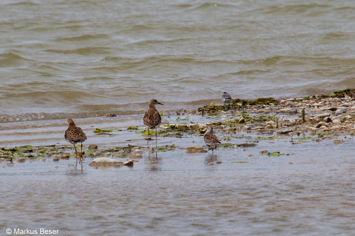 80D 2021 05 04 026 Kampfläufer, Alpenstrandläufer