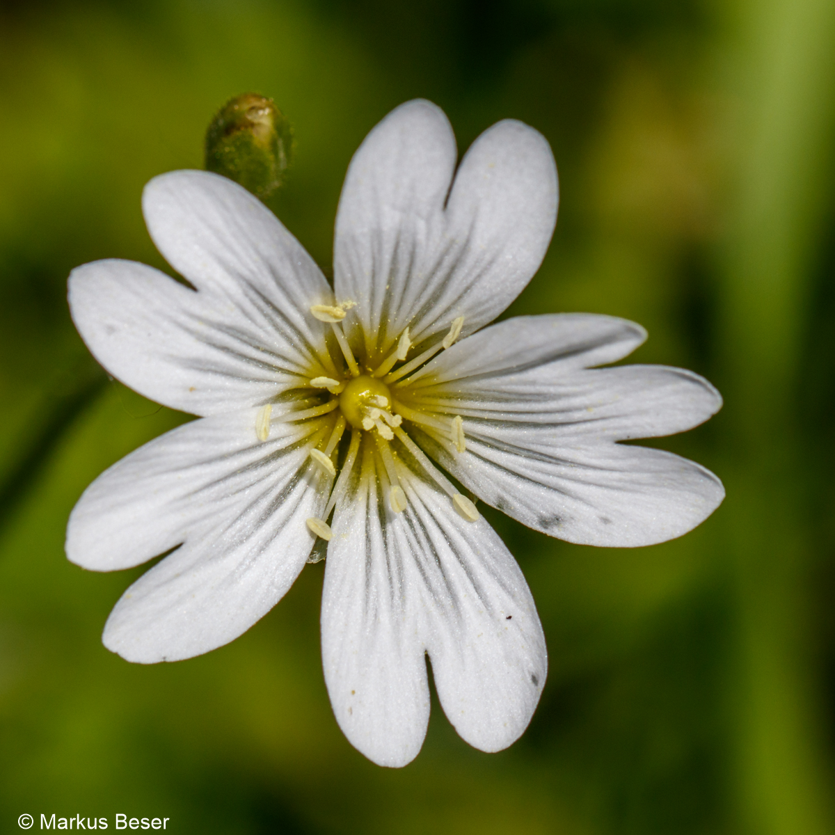 Acker Hornkraut, Cerastium arvense