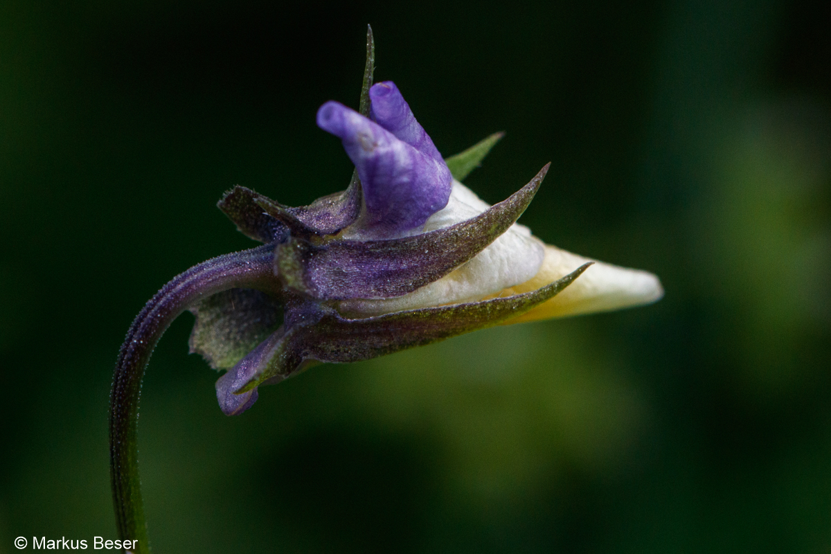 80D 2021 05 30 066 Acker Stiefmütterchen, Viola arvensis