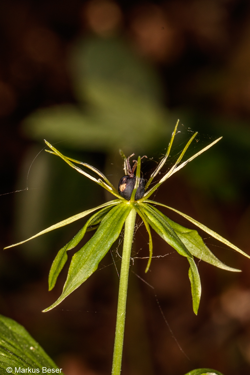 80D 2021 05 30 089 Einbeere, Paris quadrifolia