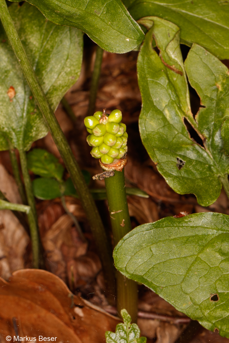 Aronstab, Arum maculatum