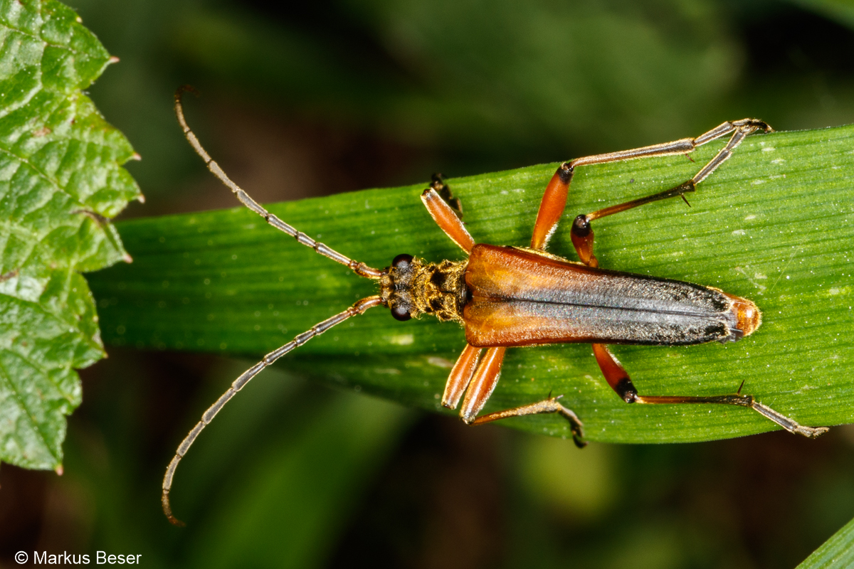 Variabler Stubbenbock, Stenocorus meridianus