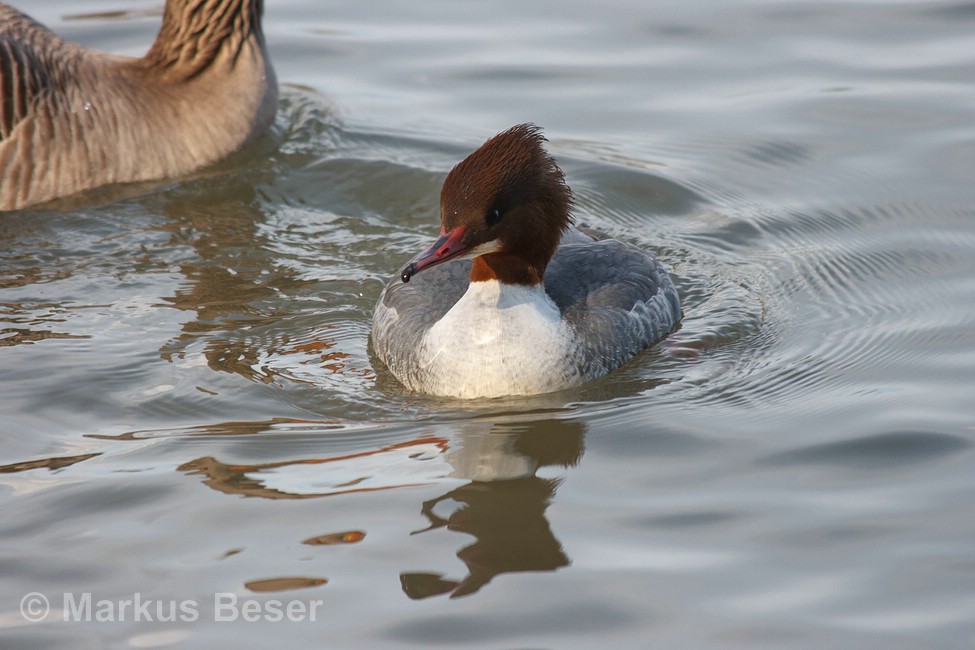 Gänsesäger8