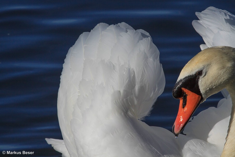 Höckerschwan