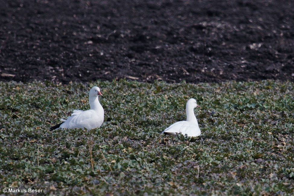 Zwergschneegans