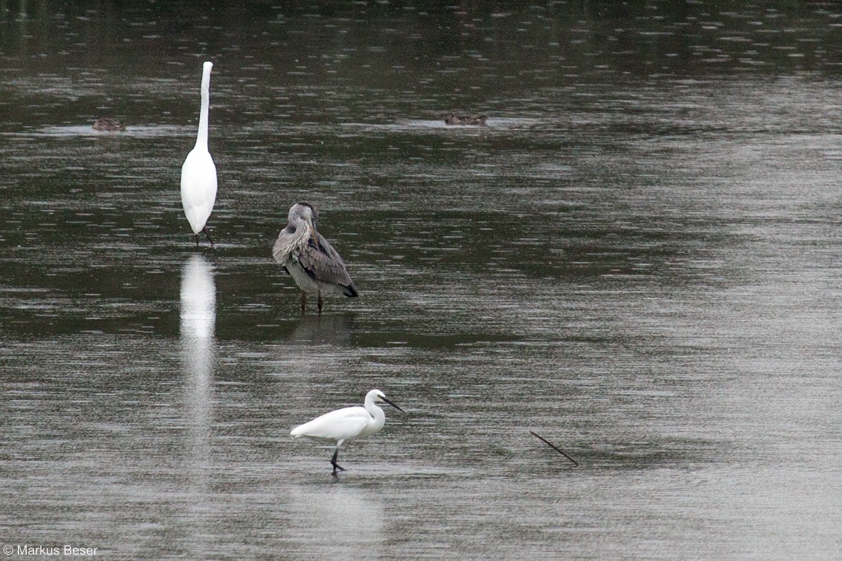 Graureiher, Seidenreiher, Silberreiher