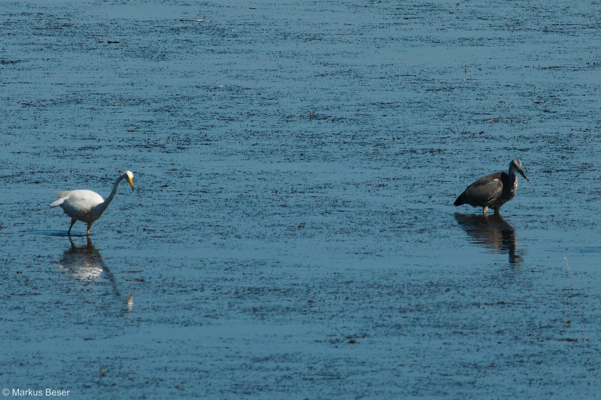 Graureiher, Silberreiher