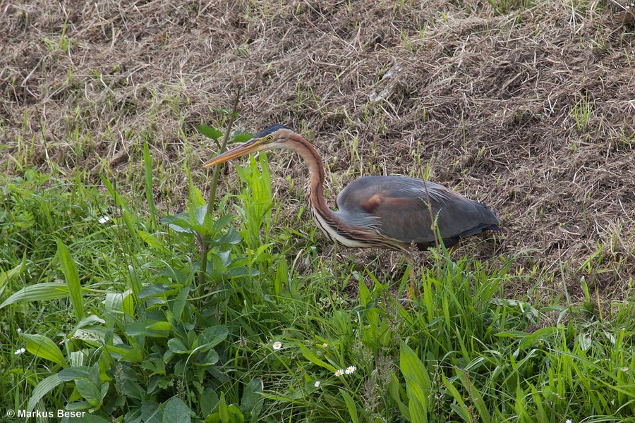 üdeuropa mit regionalen Brutpopulationen in Spanien, Frankreich, Süddeutschland, Österreich, Italien, Balkanhalbinsel, Griechenland, Ungarn