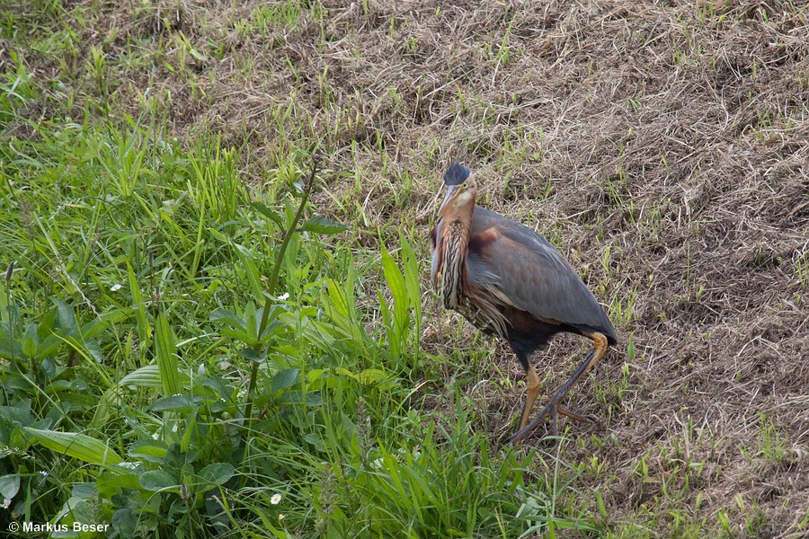 üdeuropa mit regionalen Brutpopulationen in Spanien, Frankreich, Süddeutschland, Österreich, Italien, Balkanhalbinsel, Griechenland, Ungarn