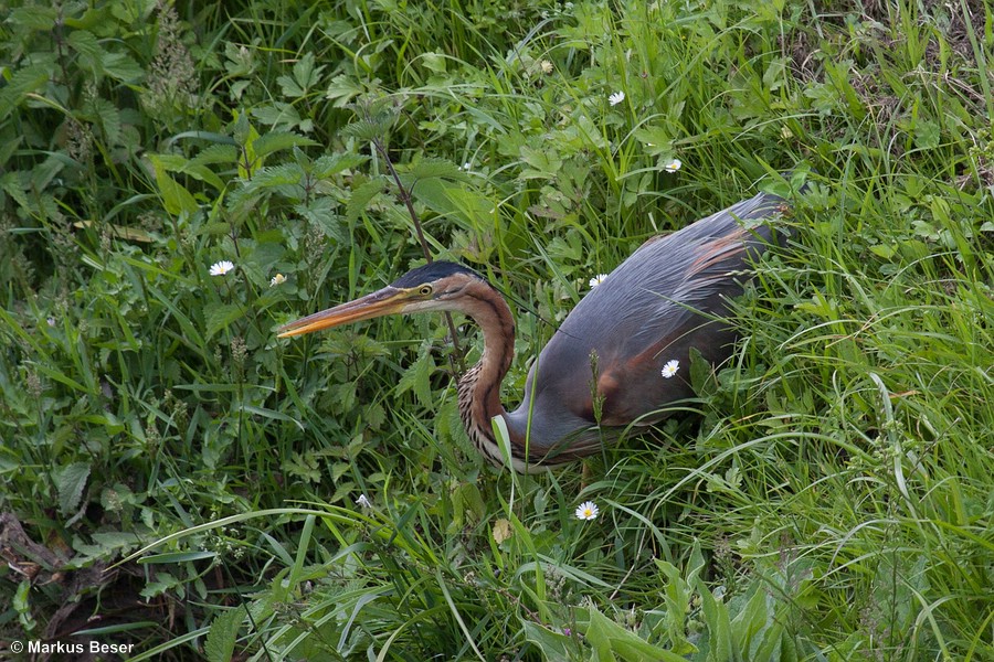 üdeuropa mit regionalen Brutpopulationen in Spanien, Frankreich, Süddeutschland, Österreich, Italien, Balkanhalbinsel, Griechenland, Ungarn