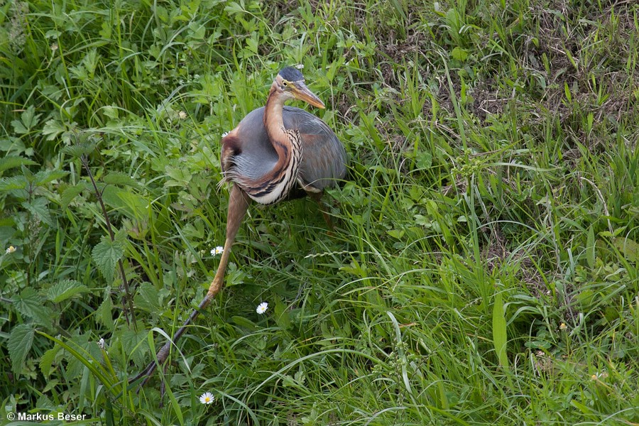 üdeuropa mit regionalen Brutpopulationen in Spanien, Frankreich, Süddeutschland, Österreich, Italien, Balkanhalbinsel, Griechenland, Ungarn