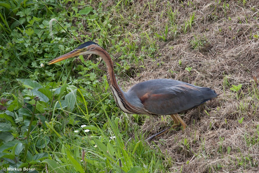 üdeuropa mit regionalen Brutpopulationen in Spanien, Frankreich, Süddeutschland, Österreich, Italien, Balkanhalbinsel, Griechenland, Ungarn