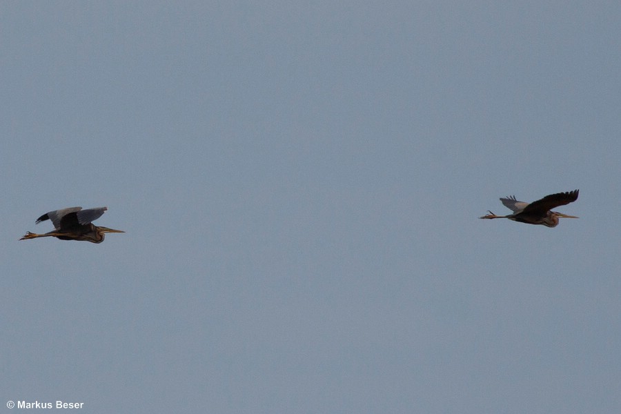 üdeuropa mit regionalen Brutpopulationen in Spanien, Frankreich, Süddeutschland, Österreich, Italien, Balkanhalbinsel, Griechenland, Ungarn