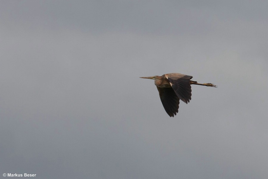 üdeuropa mit regionalen Brutpopulationen in Spanien, Frankreich, Süddeutschland, Österreich, Italien, Balkanhalbinsel, Griechenland, Ungarn