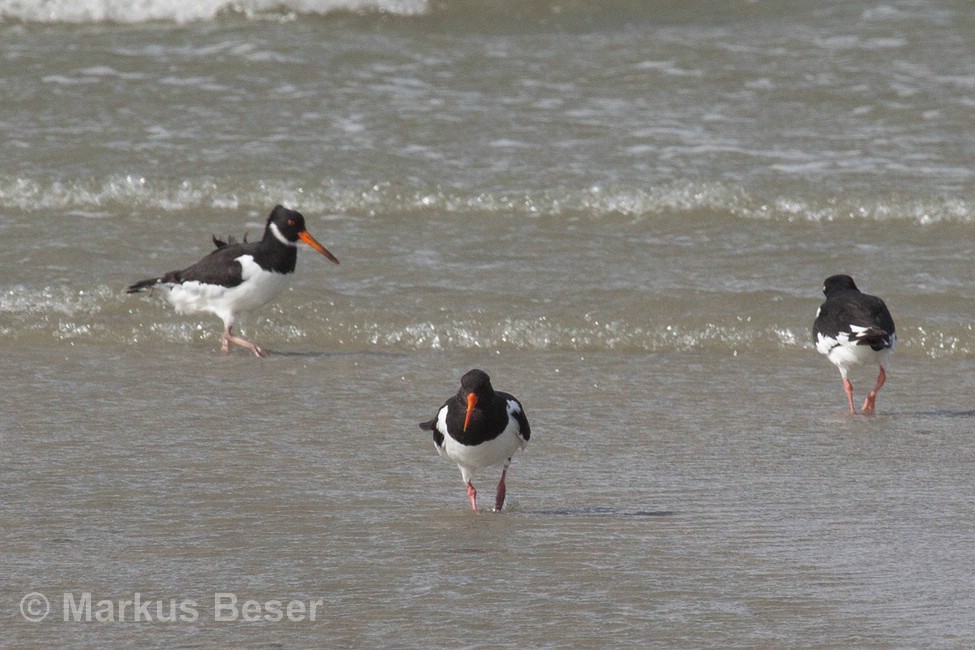 Austernfischer 50D 2010 09 20 003