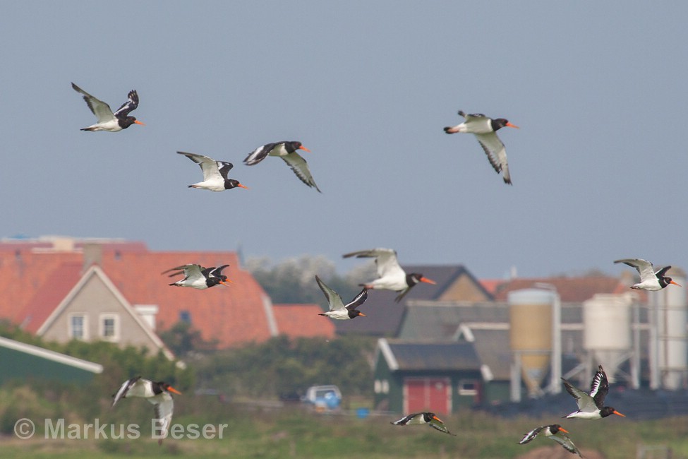 Austernfischer 50D 2010 09 22 092