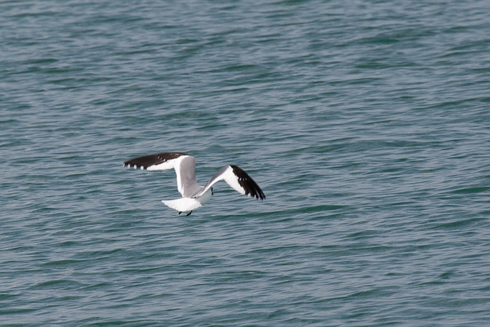 com Schwalbenmoewe IMG 3637