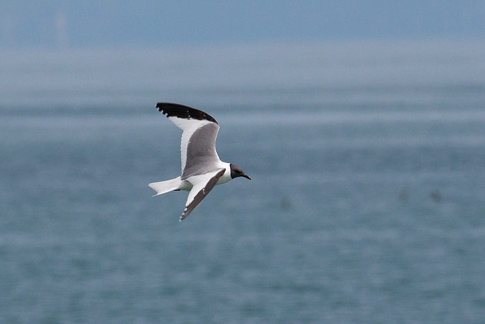 com Schwalbenmoewe IMG 3640