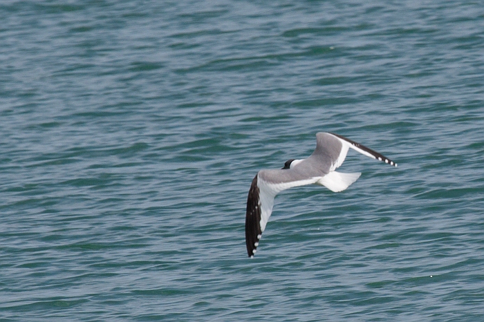 com Schwalbenmoewe IMG 3642