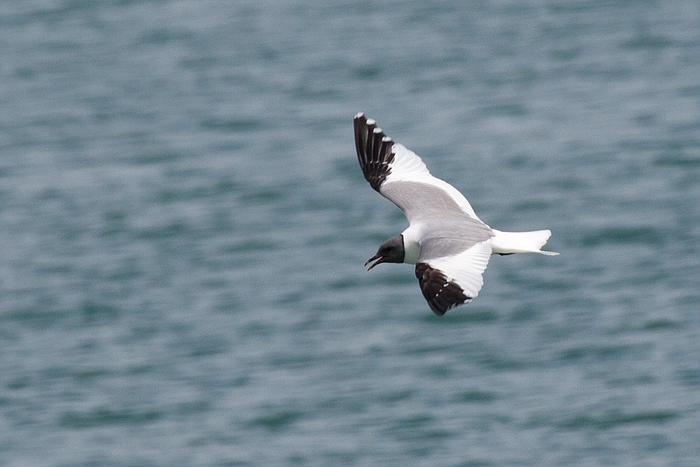 com Schwalbenmoewe IMG 3645