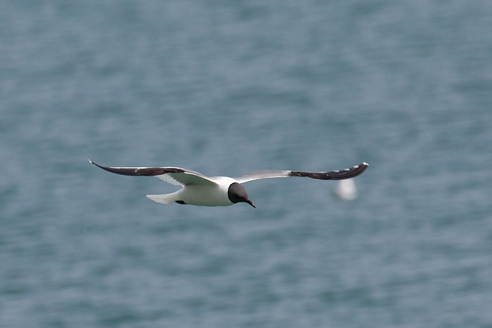 com Schwalbenmoewe IMG 3647