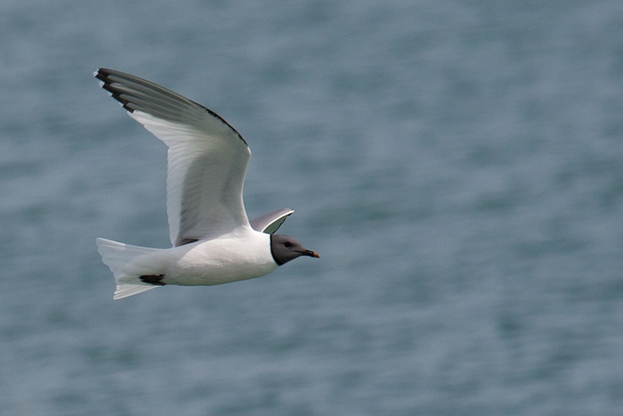 com Schwalbenmoewe IMG 3648