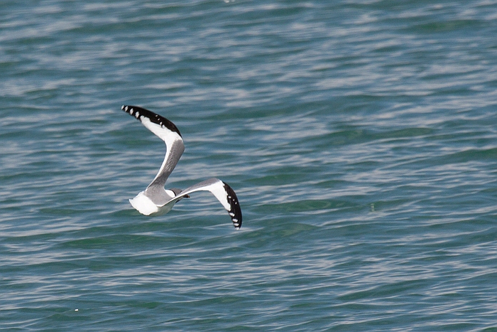 com Schwalbenmoewe IMG 3649