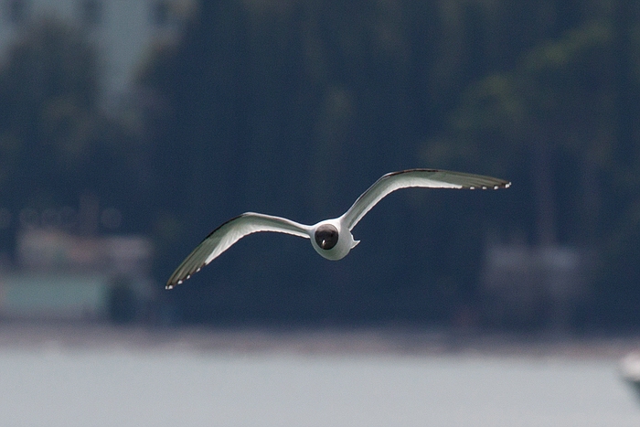 com Schwalbenmoewe IMG 3654