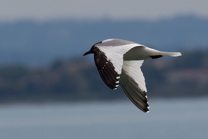 com Schwalbenmoewe IMG 3666