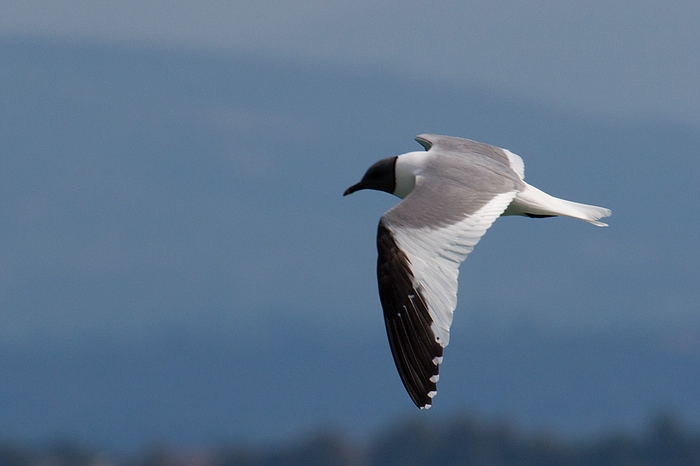 com Schwalbenmoewe IMG 3668