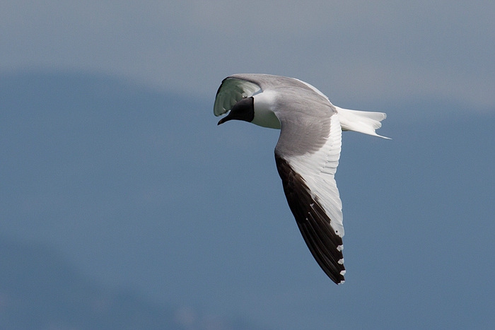 com Schwalbenmoewe IMG 3669