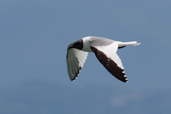 com Schwalbenmoewe IMG 3670