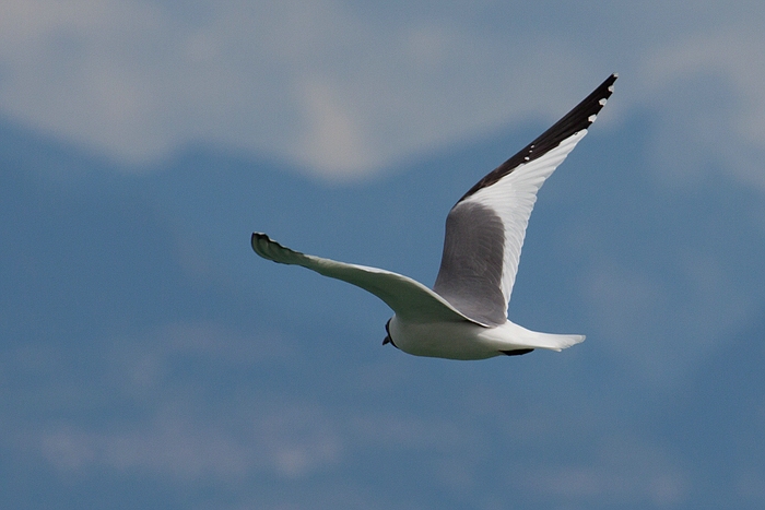 com Schwalbenmoewe IMG 3676