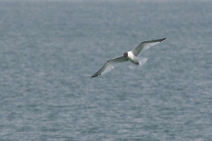 com Schwalbenmoewe IMG 3694