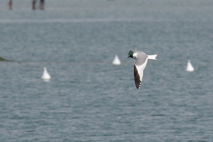 com Schwalbenmoewe IMG 3697