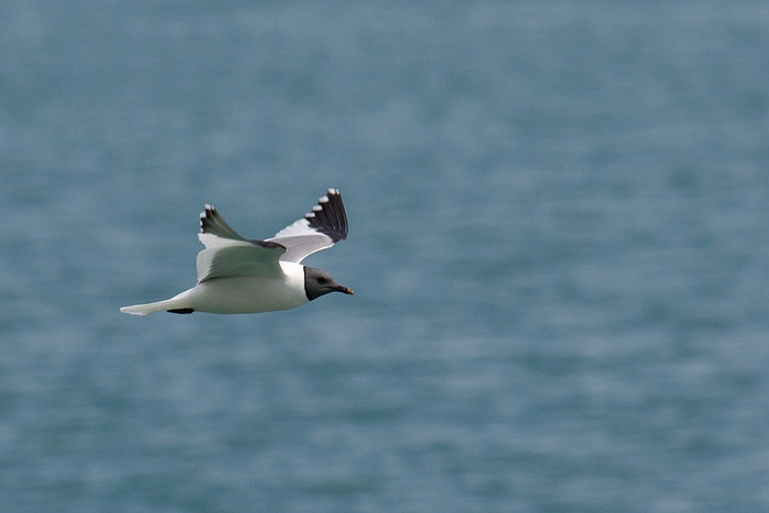 com Schwalbenmoewe IMG 3702