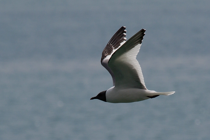 com Schwalbenmoewe IMG 3714