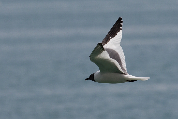 com Schwalbenmoewe IMG 3720