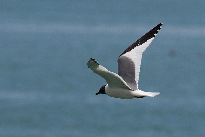 com Schwalbenmoewe IMG 3723