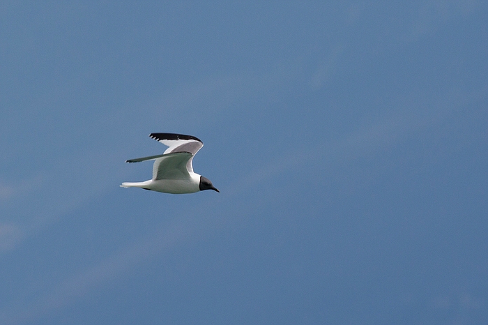 com Schwalbenmoewe IMG 3726