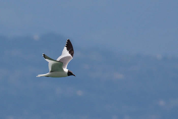 com Schwalbenmoewe IMG 3729