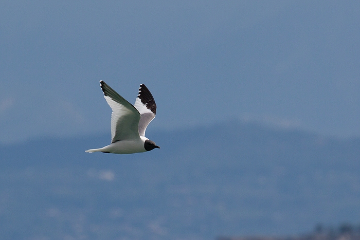 com Schwalbenmoewe IMG 3730