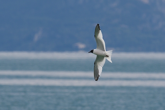 com Schwalbenmoewe IMG 3744