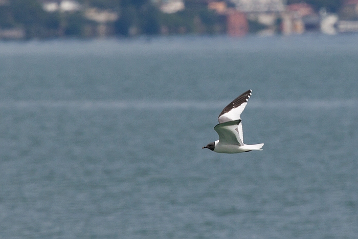 com Schwalbenmoewe IMG 3754