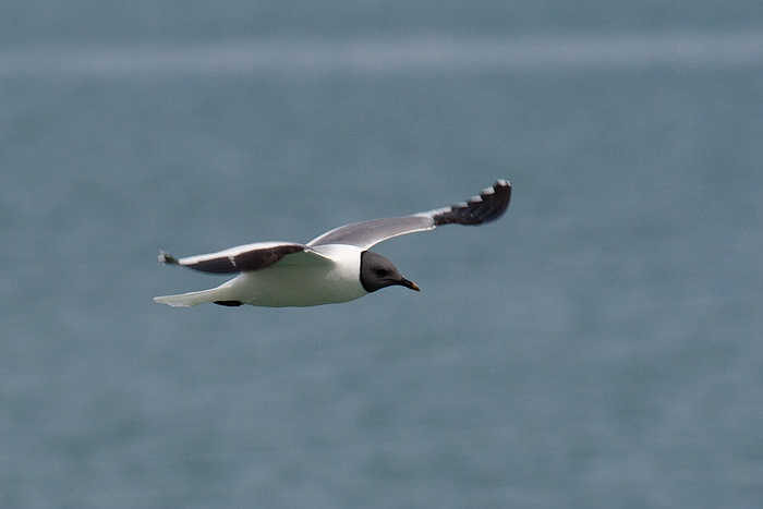 com Schwalbenmoewe IMG 3755