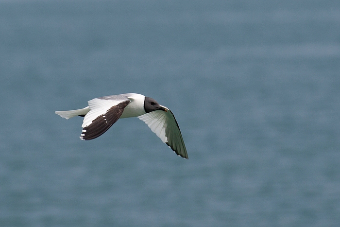 com Schwalbenmoewe IMG 3756