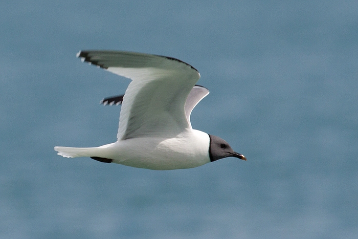 com Schwalbenmoewe IMG 3757