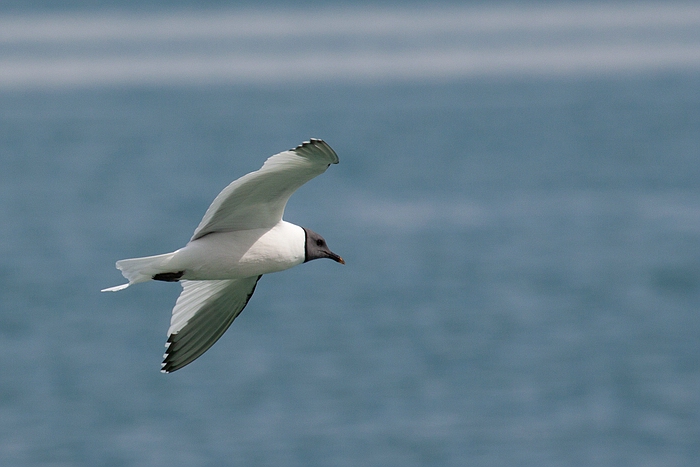 com Schwalbenmoewe IMG 3758