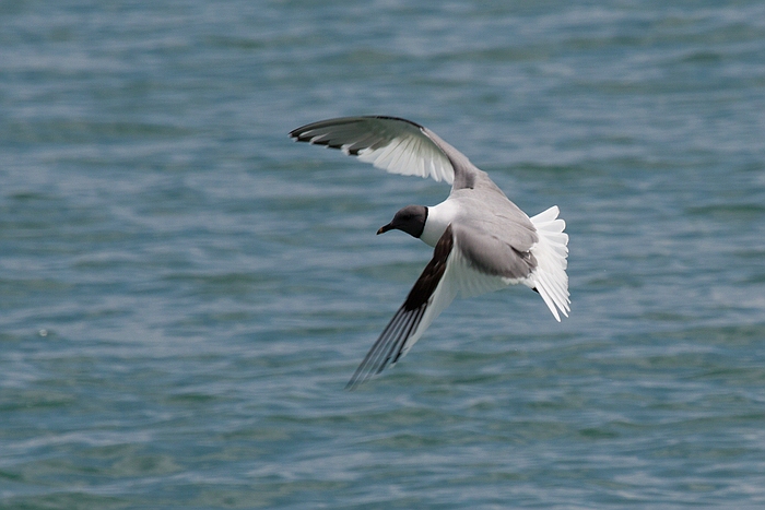 com Schwalbenmoewe IMG 3762