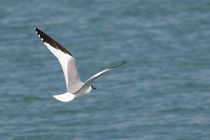 com Schwalbenmoewe IMG 3770